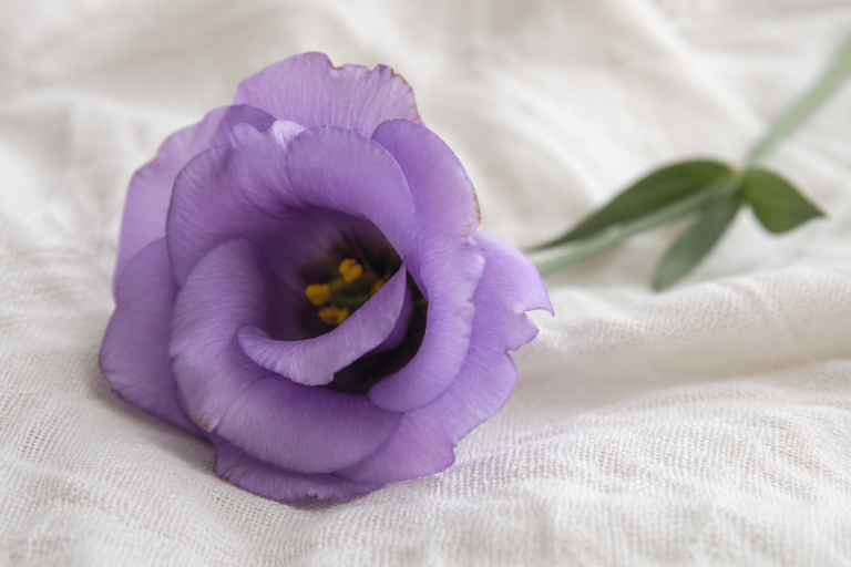 Paarse lisianthus met een subtiel bruin randje aan een bloemblaadje als metafoor voor de emotionele sporen van een fertiliteitstraject.